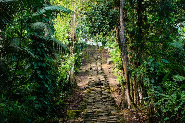 Frshminds Ayahuasca retreats Guide = Colombia