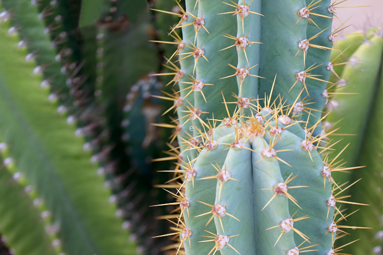 Peruvian Torch Cactus