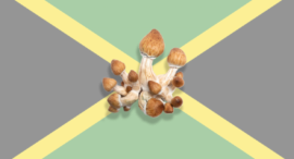 Let Frshminds help you find the best Magic Mushroom Retreat in Jamaica