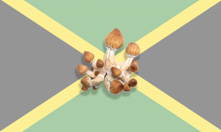 Let Frshminds help you find the best Magic Mushroom Retreat in Jamaica