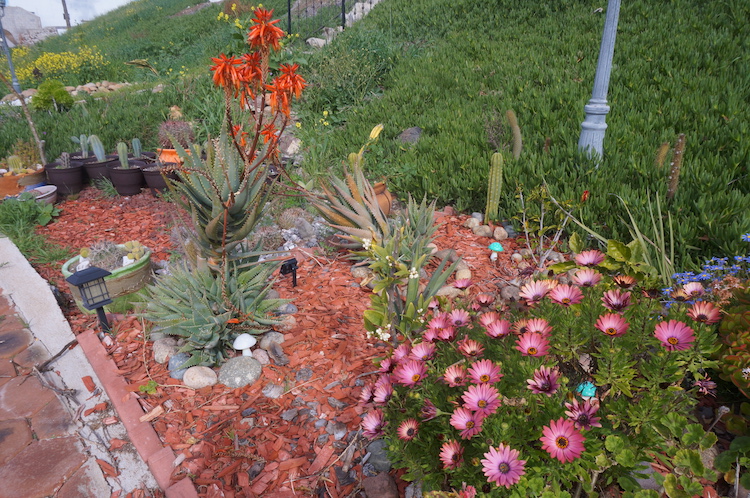 Outdoor scenery at Experience Ibogaine Addiction Treatment Center Tijuana Mexico.