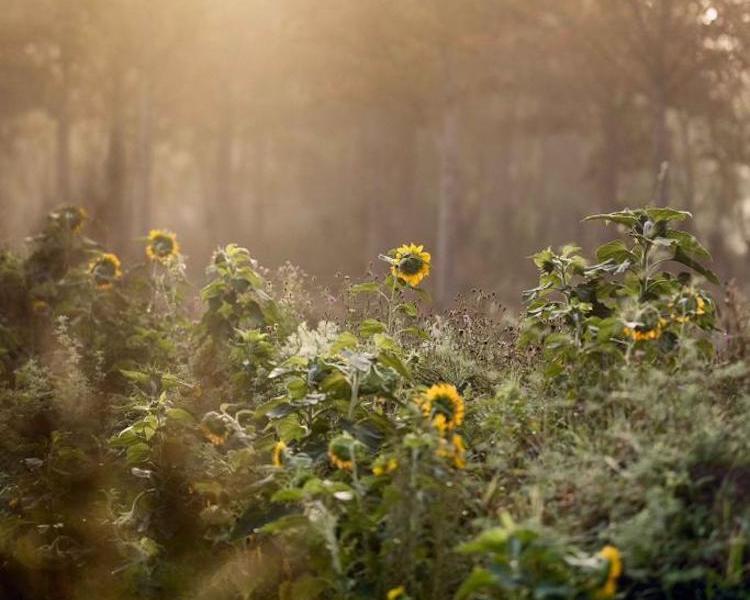 The Gardens at Awaken The Medicine Within Psilocybin Retreat in the Netherlands