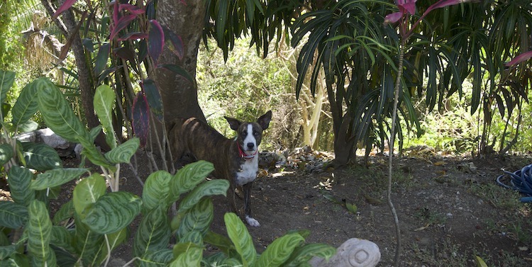 Dog at Kambo Casita Ayahuasca Retreat in Sámara Guanacaste Costa Rica