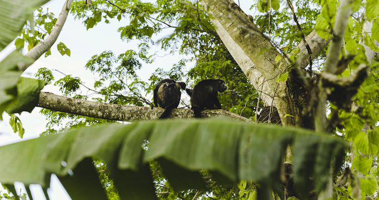 Wildlife at Kambo Casita Ayahuasca Retreat in Sámara Guanacaste Costa Rica