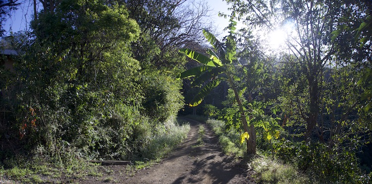The road into the retreat at Om Jungle Medicine Ayahuasca Retreat in Samara, Guanacaste, Costa Rica