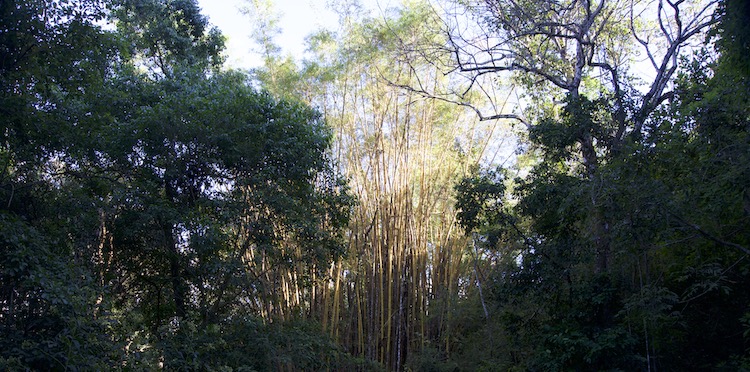 The grounds at Om Jungle Medicine Ayahuasca Retreat in Samara, Guanacaste, Costa Rica