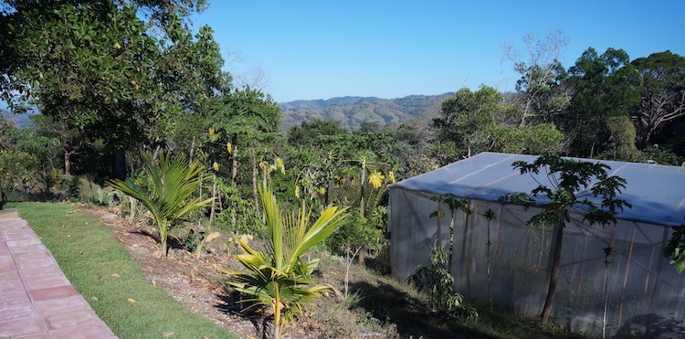 The gardens at Om Jungle Medicine Ayahuasca Retreat in Samara, Guanacaste, Costa Rica