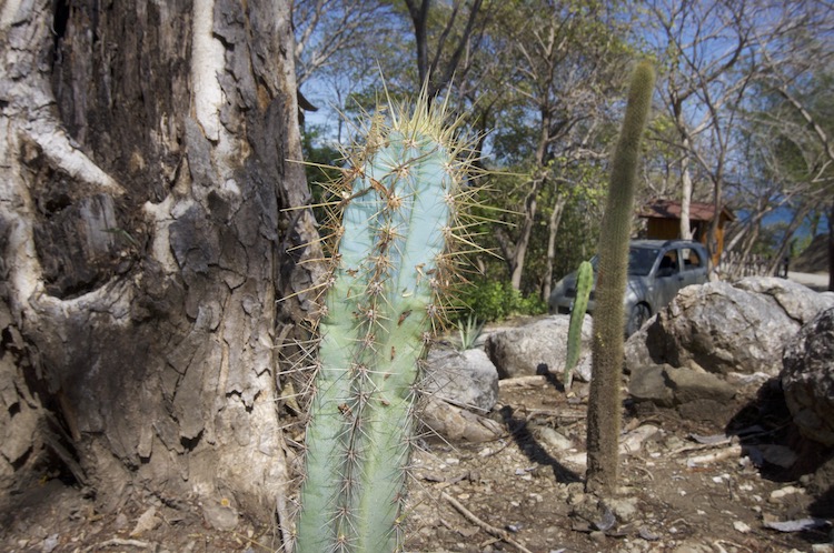 Cactus at Soltara Healing Center Ayahuasca Retreat in Paquera, Costa Rica