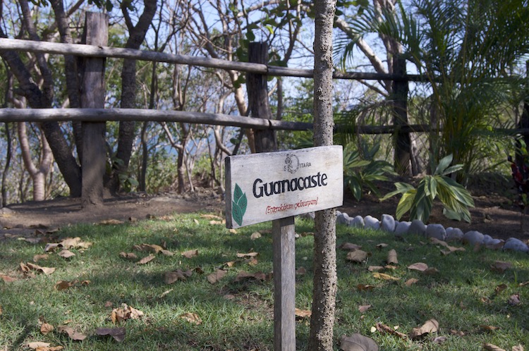 The garden at Soltara Healing Center Ayahuasca Retreat in Paquera, Costa Rica