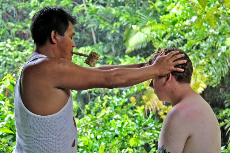 Some part of healing process with plant that regulates circulation, reduces inflammation, and boosts the immune system at Ayahuasca Foundation Retreat Iquitos Peru