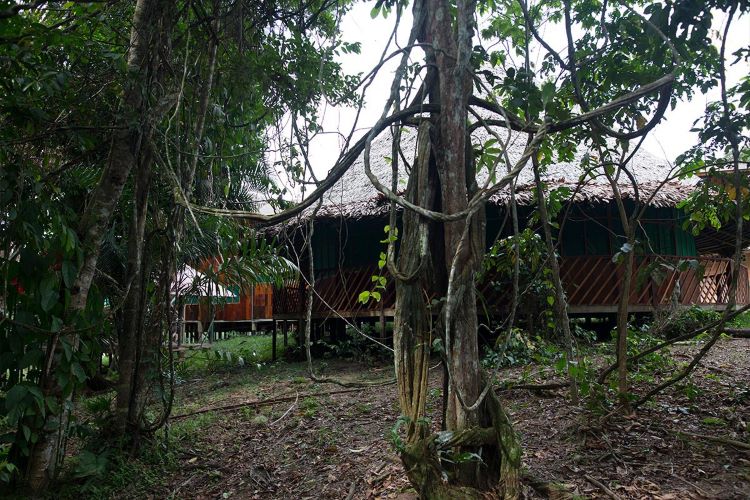 The forest view at Ayahuasca Foundation Retreat Iquitos Peru