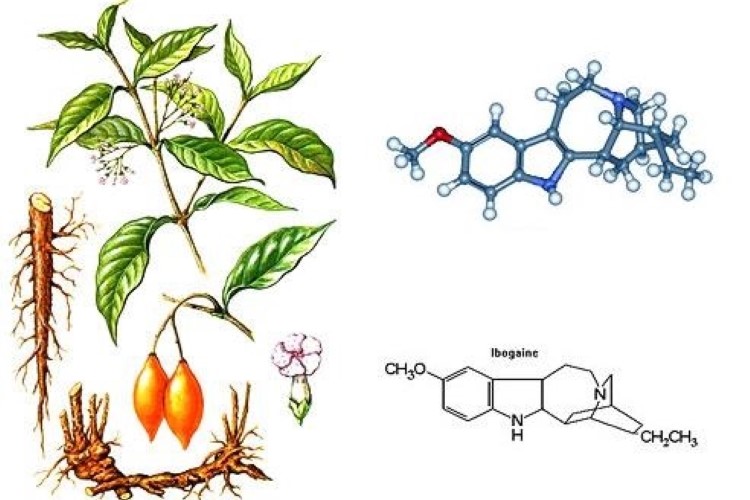 Ibogaine plant, ibogaine fruit and ibogaine molecule