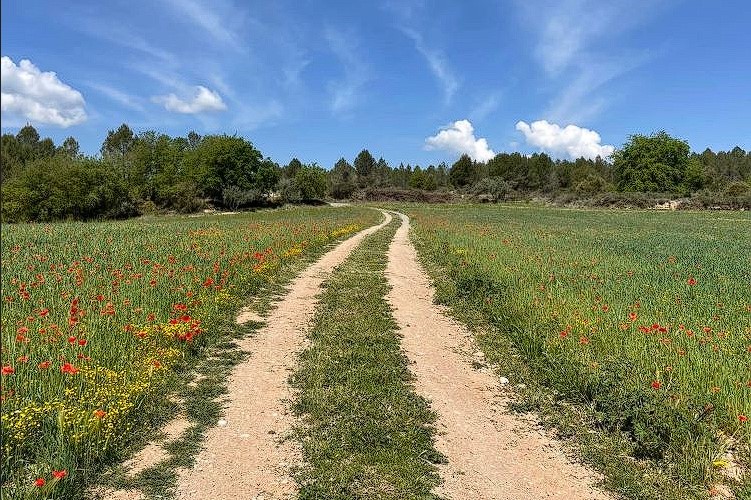 Embarking on a path to serenity, where the road to the retreat is lined with nature's lush embrace at Energetics Explained Ayahuasca Retreat in Sant Salvador de Guardiola Barcelona Catalonia Spain