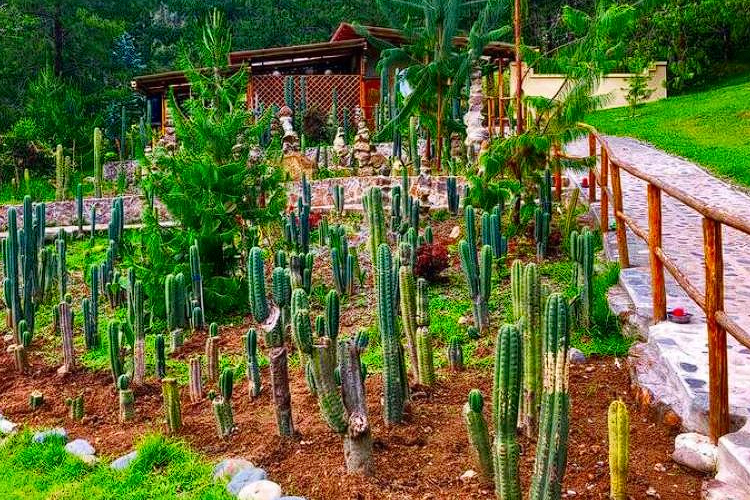 The cactus garden at Gaia Sagrada Ayahuasca Retreat Cuenca Ecuador