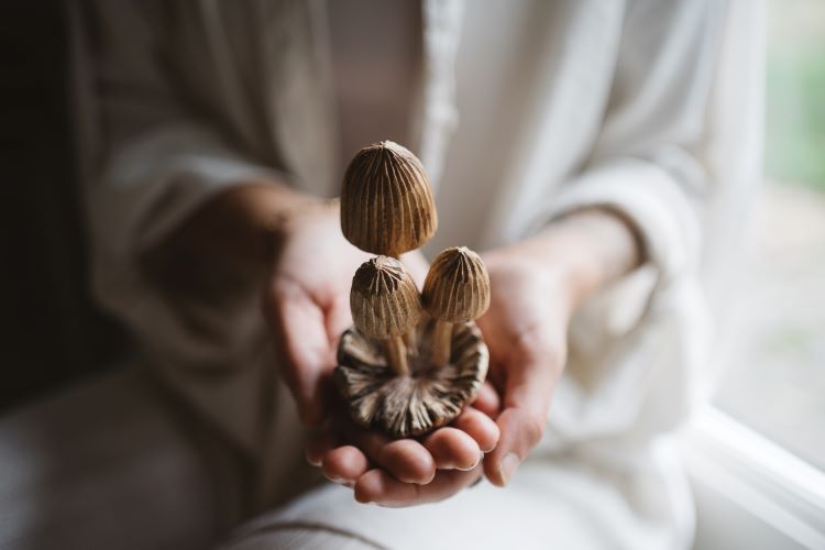 Nature's whimsy brought to life – a captivating mushroom sculpture that sparks wonder and imagination at New Eleusis Psilocybin Retreat Zeeveld The Netherlands