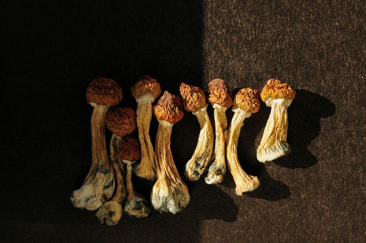 The Cubensis mushrooms contain psilocybin at Psilomorphosis Psilocybin Retreat in The Netherlands