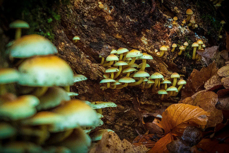 Mushrooms that have incredible medicinal properties, the potential to heal in nature, including our bodies at Psilomorphosis Psilocybin Retreat in The Netherlands