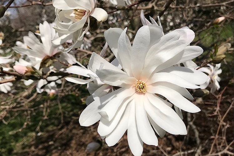 Beautiful white flowers at Sacred Earth Sanctuary Psilocybin Retreat Amesbury Massachusetts