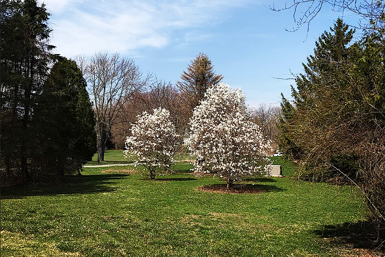 Feel the fresh air with beautiful trees at Sacred Earth Sanctuary Psilocybin Retreat Amesbury Massachusetts