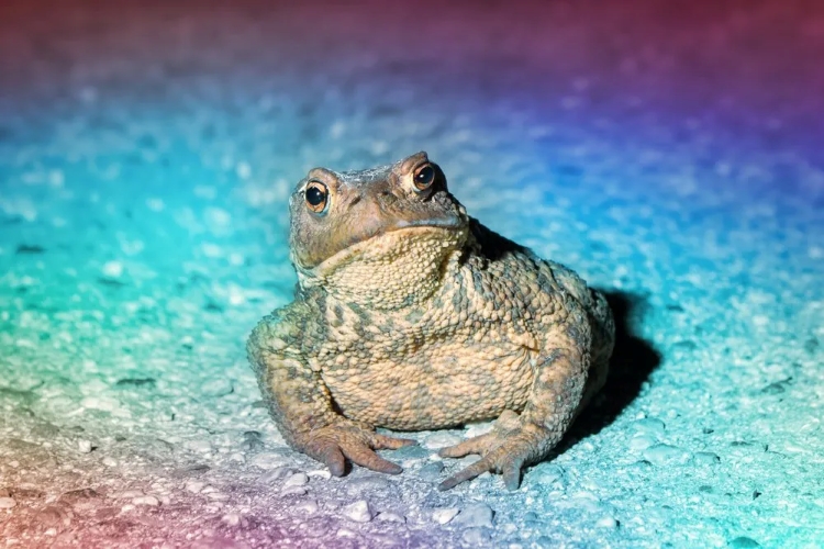 The Bufo Alvarius toad