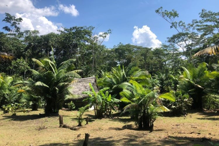 In the stillness of the retreat center, the forest view becomes a meditation in itself, nurturing inner peace and connection to the wilderness here at Ayaymama Mystic Ayahuasca Retreat in Iquitos, Peru