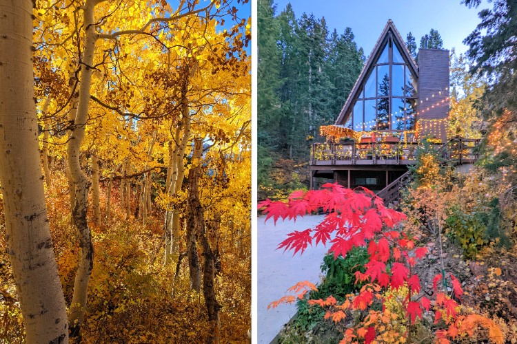 Find your zen amidst the lush gardens and whispering trees of our retreat. Nature's embrace awaits, offering serenity and wonder at every turn here at Healing Through Psychedelic Retreat in Park City Utah, USA