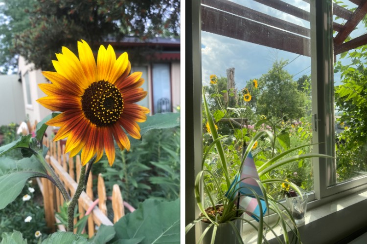 Basking in the golden glow of nature's beauty, where sunflowers stand tall as guardians of the garden here at Earth Journeys with Jai Psychedelic Retreats in Denver, Colorado