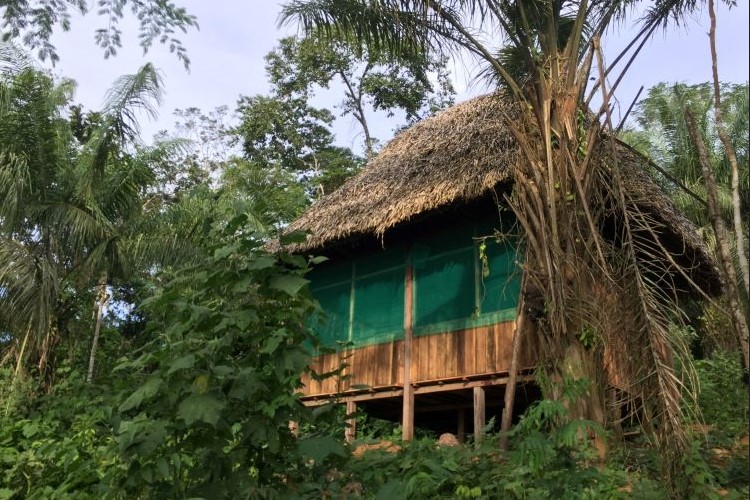 Nestled in nature's embrace, our forest cabin is a sanctuary of serenity at Pisatahua Ayahuasca Retreat in Pisatahua, Boliva