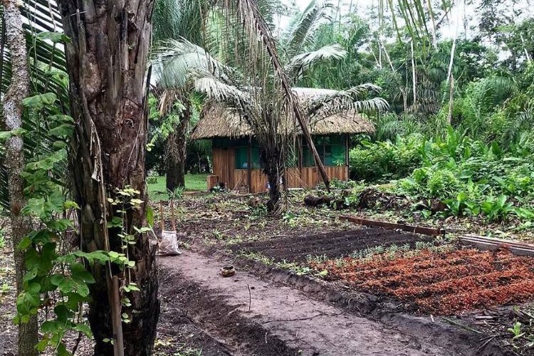 Cultivating tranquility, one seed at a time, in our retreat center's lush garden here at Pisatahua Ayahuasca Retreat in Pisatahua, Boliva