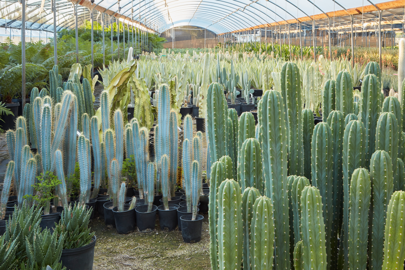 San Pedro cacti growing in a greenhouse near San Francisco, California, United States
