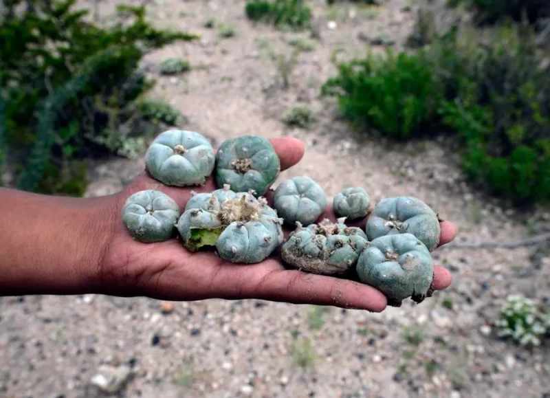 Peyote cacti in a man's hand