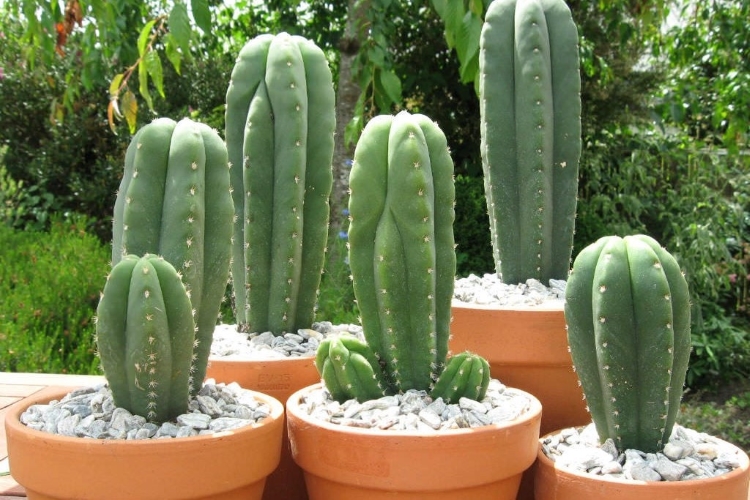 San Pedro Cactus home grown